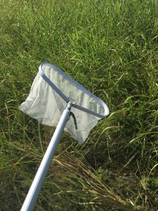 insect grasshopper net pool entomophagy